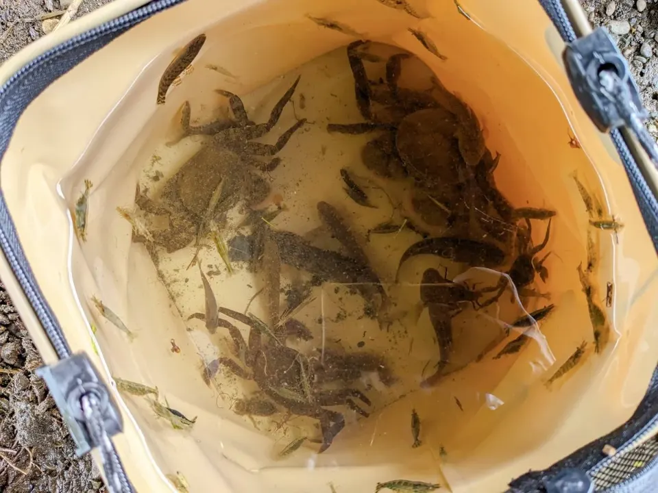 バケツの中の川の生き物