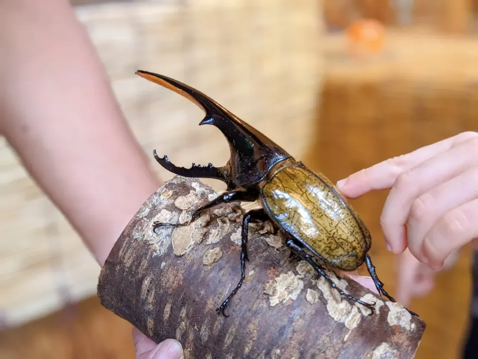 腕に乗せた大きなカブトムシ
