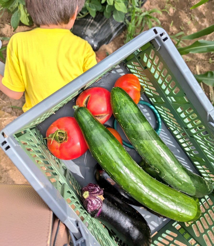 かごいっぱいに収穫したキュウリやピーマン