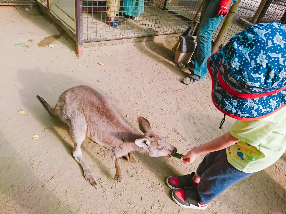 子どもの手から餌を食べるカンガルー