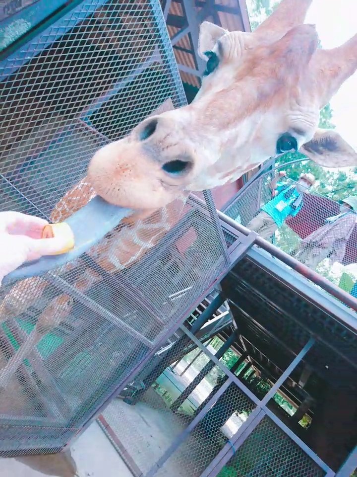 餌に顔を近づけるキリン