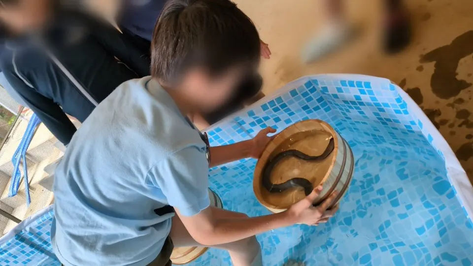 プールの魚をざるですくう子ども