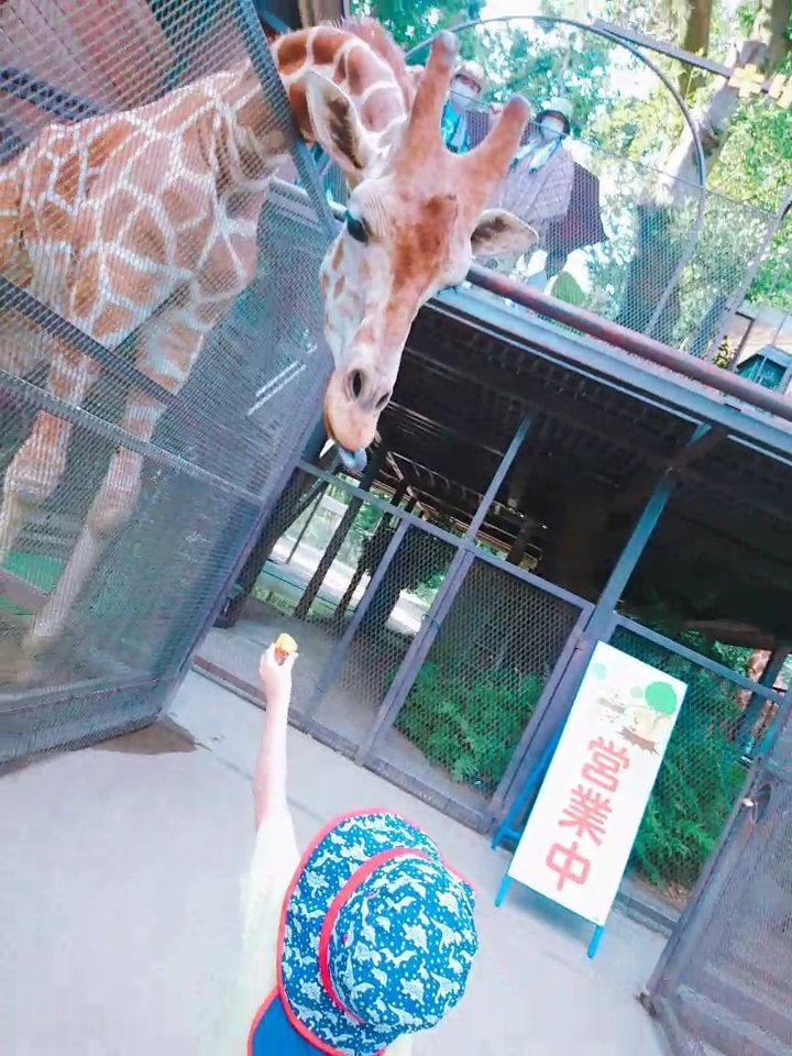キリンに向けて差し出した餌入れ