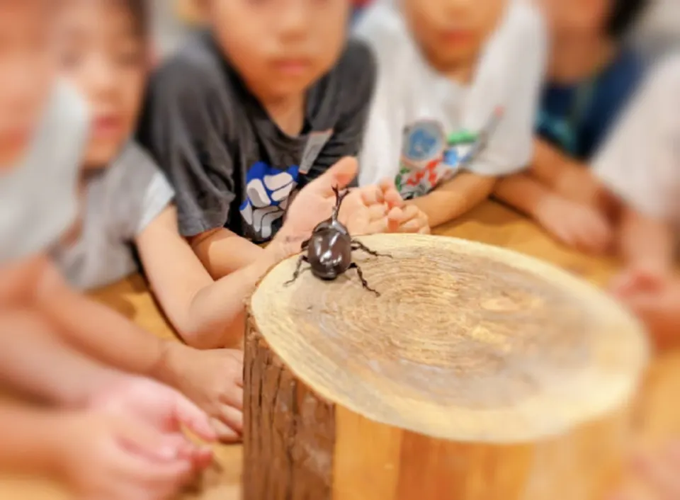 切り株の上のカブトムシを見る子どもたち