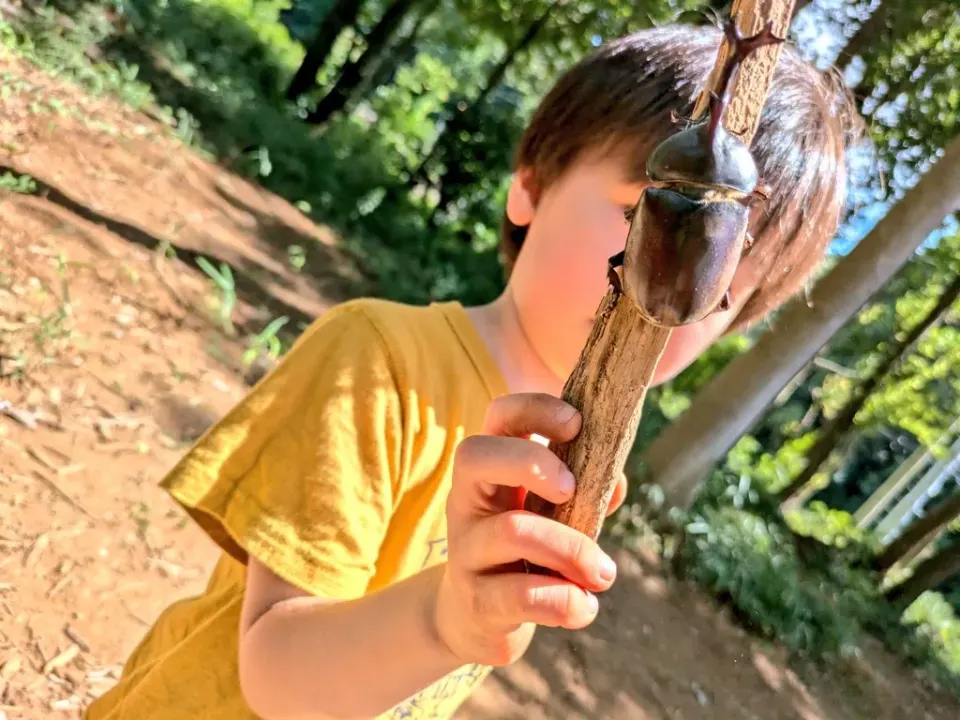 木の枝にとまったカブトムシを観察する子ども