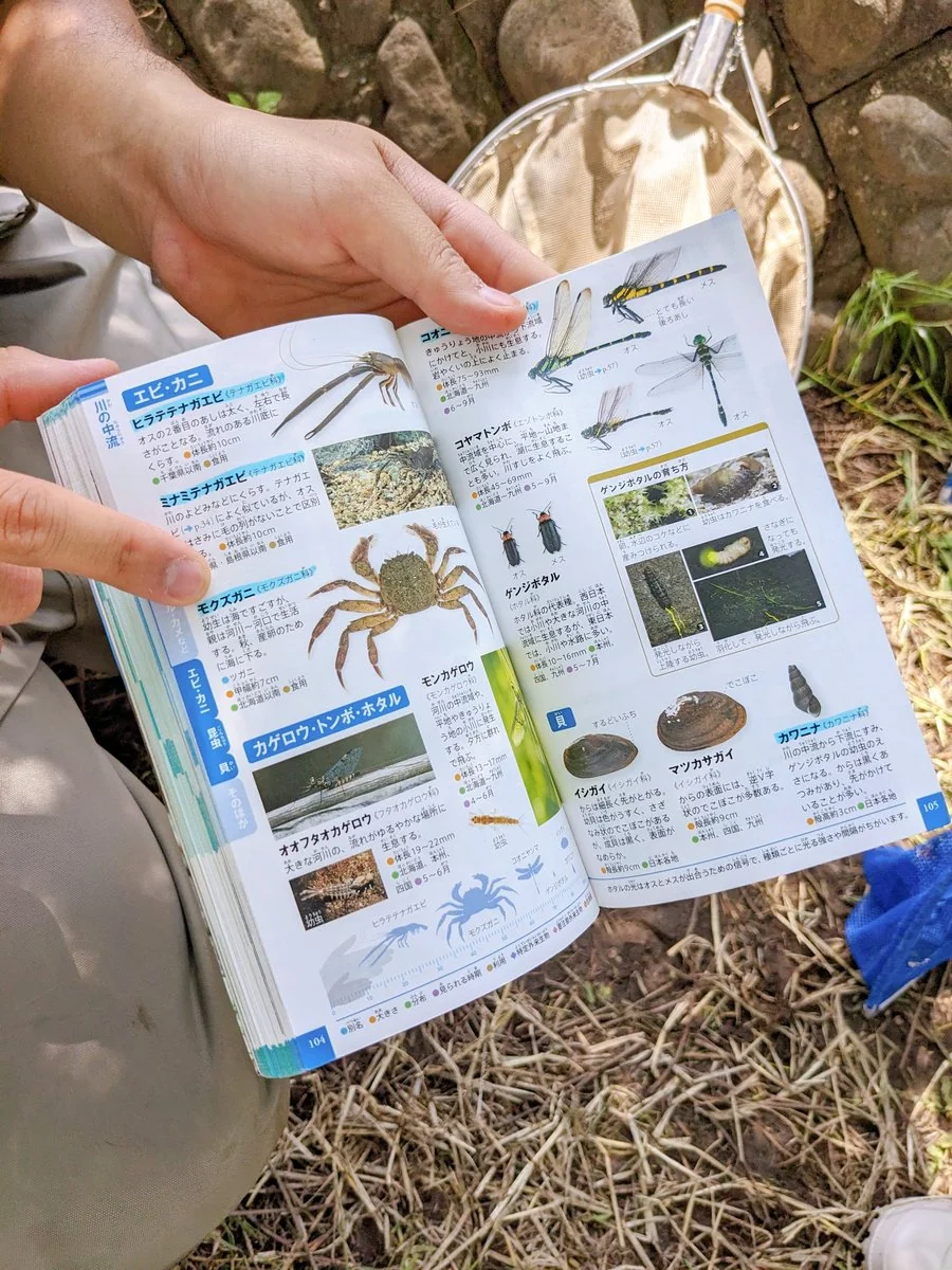 図鑑で生き物を調べる様子