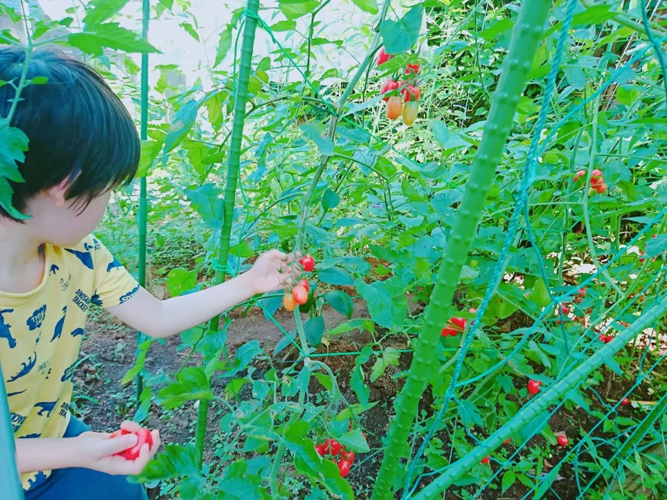 緑の葉の間でトマトを収穫する子ども