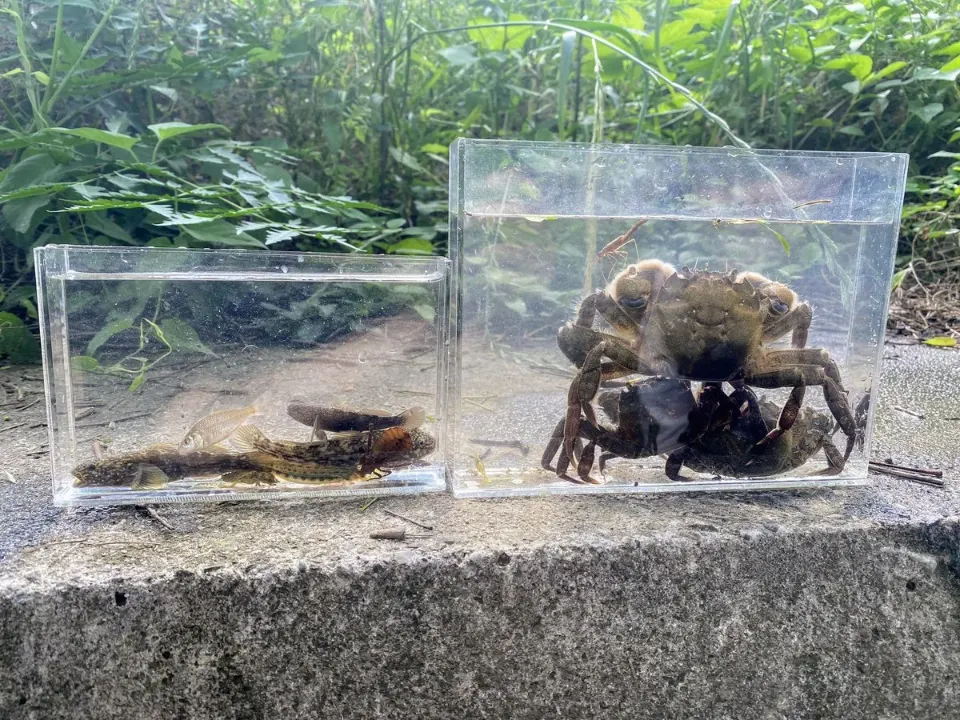採集したカニと魚のケース
