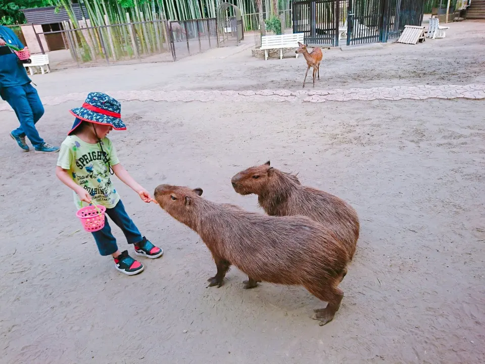 子どものそばに集まるカピバラ