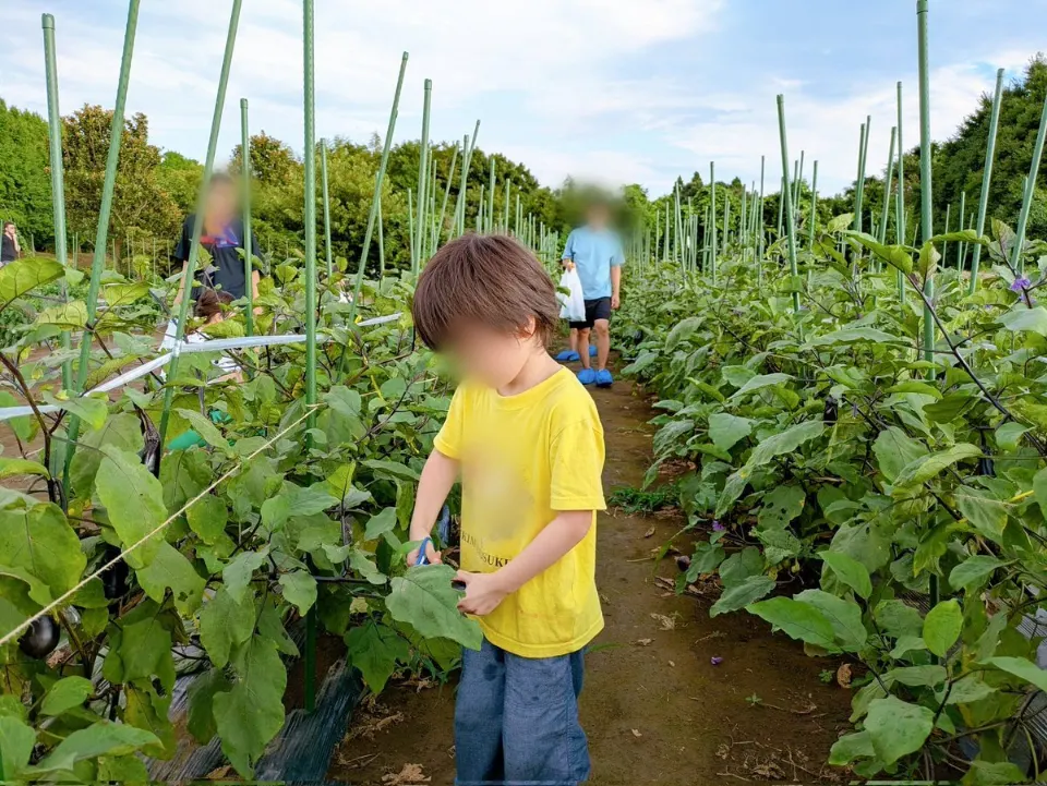 畑で野菜を収穫する子ども