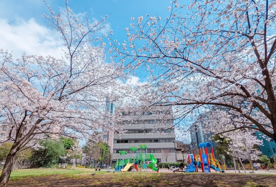 満開の桜に囲まれた築地川公園の遊具広場