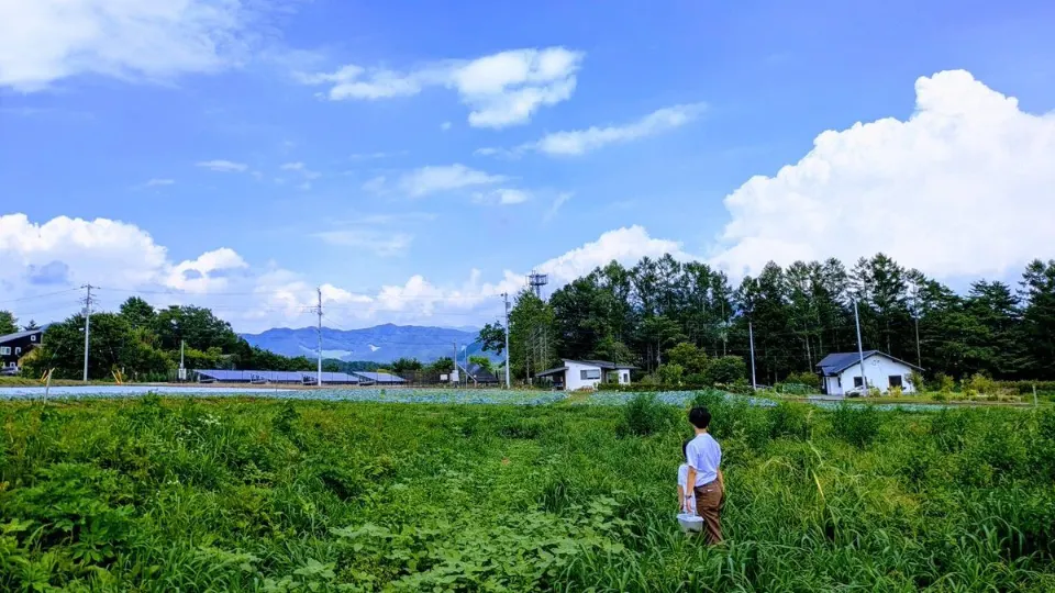 高原野菜の収穫体験