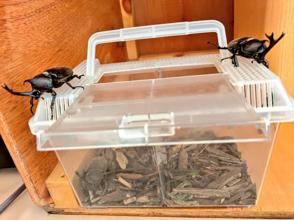 飼育ケースのふたにとまる2匹のカブトムシ