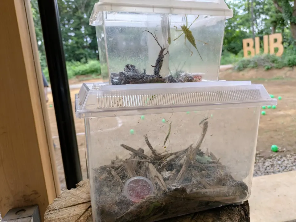 窓辺に積まれた生き物の飼育ケース